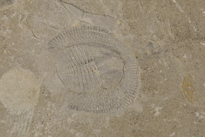 Ordivician Trilobite (Declivolithus) Fossil - Morocco #218769